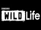 wild tv live